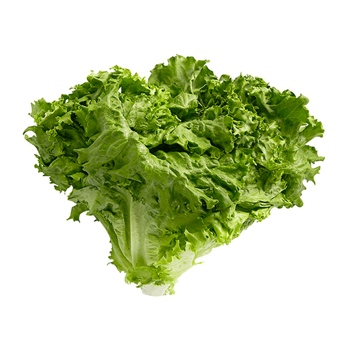 Lettuce