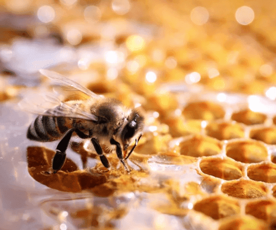 Sweet success for honey producers