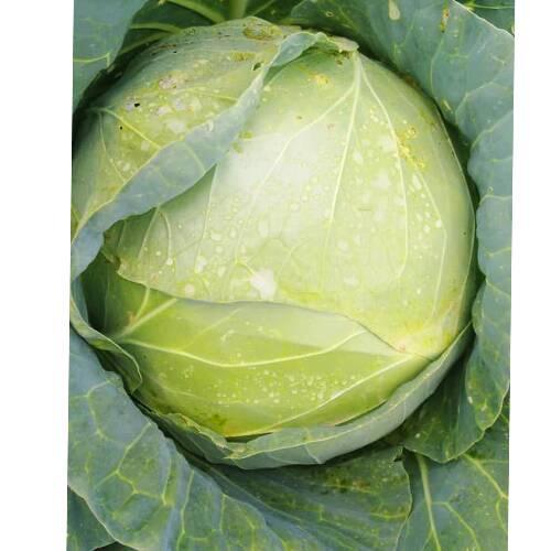 Cabbage