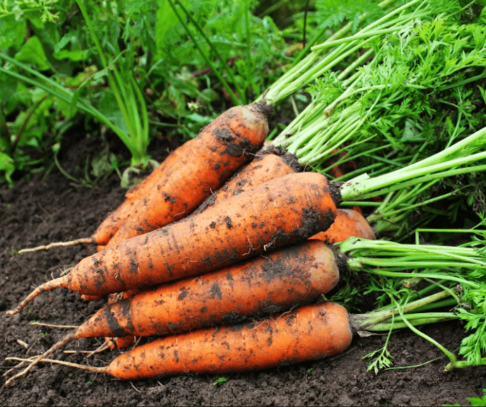 Carrots
