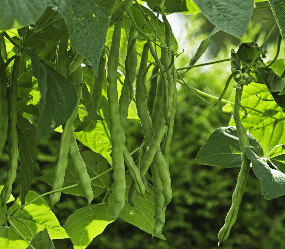 Green Beans